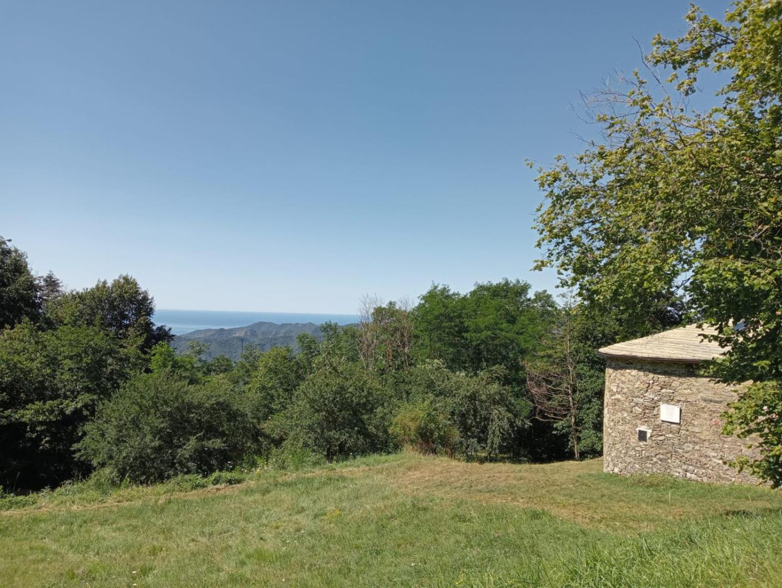 Faggio Rotondo